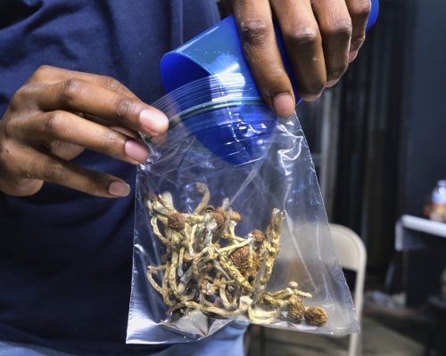 FILE - A vendor bags psilocybin mushrooms at a cannabis marketplace on May 24, 2019, in Los Angeles. A pair of California lawmakers will introduce a bipartisan bill Tuesday, Feb. 6, 2024, to allow people 21 and older to consume psychedelic mushrooms under professional supervision—an effort to address the state's mental health and substance use crises. (AP Photo/Richard Vogel, File)